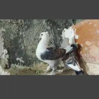 دوجفت نوک موشی|پرنده|مهر, |دیوار