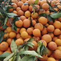 پرتقال خونی محلی