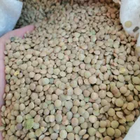 عدس ریز 130 تومن