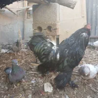 خروس مرندی|حیوانات مزرعه|نجف‌آباد, شیخ آباد|دیوار