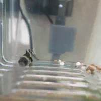 ماهی گوپی زنبورعسلی|ماهی|قم, اسمعیل آباد|دیوار