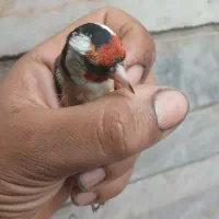 سهره نره بشرط