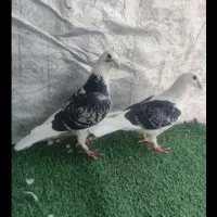 جفت پشتی پلاکی