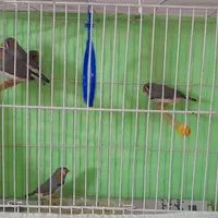 فنچ نر و ماده بالغ|پرنده|رشت, پاستوریزه|دیوار