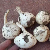 موسیر کوهی