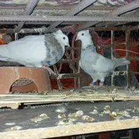 9تا کفتر گلچین 6تا نر ستا ماده دونه ای 600مفت|پرنده|بم, |دیوار