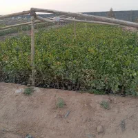 نهال پسته|گل و گیاه طبیعی|ماهان, |دیوار