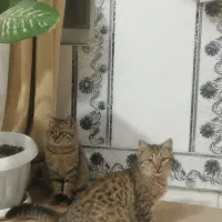 گربه خانگی|گربه|شیراز, کیان آباد|دیوار