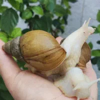 حراج حلزون مولد تخم گذار