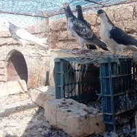 کفتر پرشی|پرنده|سده (خراسان جنوبی), |دیوار