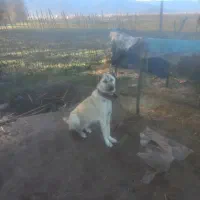 سگ سرابی نر