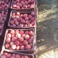 سیب قرمز فلە ای|خوردنی و آشامیدنی|نالوس, |دیوار