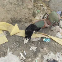 توله سگ|سگ|قهدریجان, |دیوار