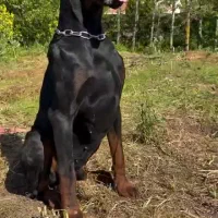 سگ دوبرمن اروپایی قیمت ۲۰|سگ|تهران, تهرانسر مرکزی|دیوار