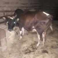 گاو گیل دورگ لیشه ورزا کوله جوان