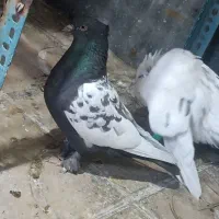 کبوتر سینه.زاغ آبادانی.سوسنی