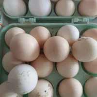 تخم مرغ نطفه دار