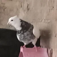 پرنده کبوتر طوقی  نر هفترنگ بالغ