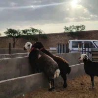 بره قوچی هترو و بره ماده