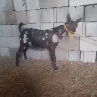 2عددبز چپشت پچی|حیوانات مزرعه|تخت, |دیوار