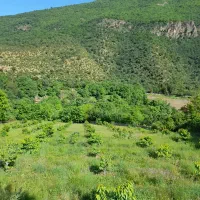 باغ زمین  گیلاس ۵ هزار متر سند دار با ویلا. کجور.