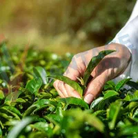 واگذاری-کارگاه-چای-سنتی-لاهیجان