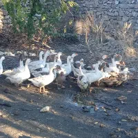 29قازمحلی باخرگوش لپ|حیوانات مزرعه|مریوان, |دیوار