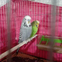 مرغ عشق انگلیسی گریدA|پرنده|شهرکرد, |دیوار