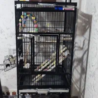 قفس کاسکو