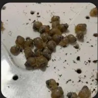 تعدادی حلزون