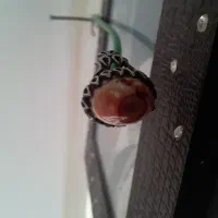 انگشتر م و ک ل