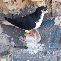 کبوتر شیرازی