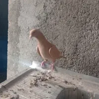 کبوتر پرنده|پرنده|قزوین, |دیوار