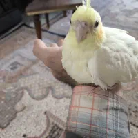 عروس هلندی لوتینو دست آموز و خانگی|پرنده|مشگین شهر, |دیوار