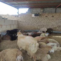 جایگاه مرکزی فروش گوسفند زنده زیر نظر شهرداری|حیوانات مزرعه|مشهد, نوید|دیوار