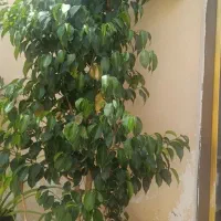 درختچه وکاکاتوس
