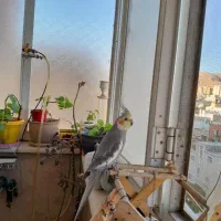 عروس هلندی،مرغ عشق،فنچ|پرنده|شیراز, شهرک گلستان|دیوار
