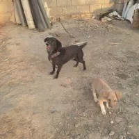 سگ پاکوتاه