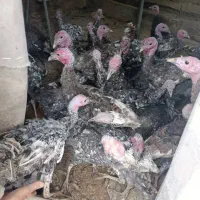 بوقلمون|حیوانات مزرعه|بناب, |دیوار