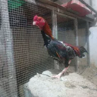 کوشامو (لاری مینیاتوری)