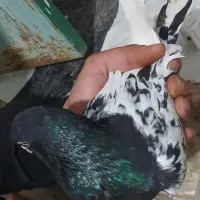 پرنده|پرنده|تاکستان, |دیوار