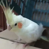 عروس هلندی لوتینو