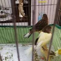 جوجه قناری 2ماهه