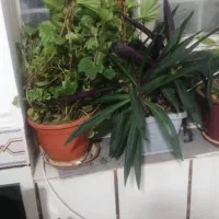 چنتا گل طبیعی به قیمت  2000 به فروش میرسد|گل و گیاه طبیعی|یاسوج, |دیوار