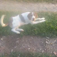 توله سگ شکاری موسمی نر|سگ|کوچصفهان, |دیوار