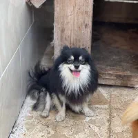 پامر نر بلک اند تن (معاوضه)