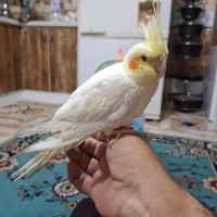 عروس هلندی|پرنده|گرگان, |دیوار