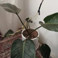 گل زیبا