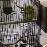 عروس هلندی لوتینو