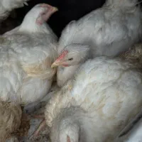 مرغ زنده گوشتی
